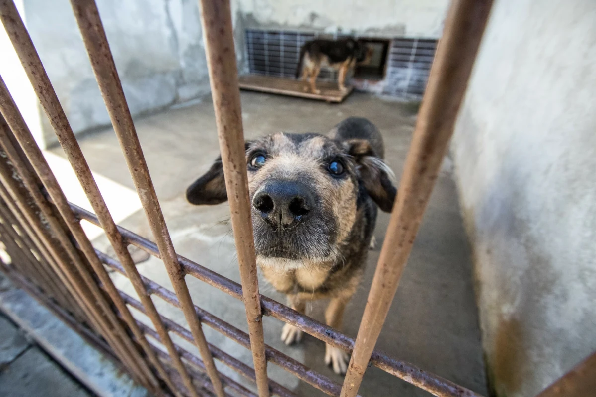 Nowoczesny sprzęt weterynaryjny, większa klinika i nowe komfortowe kojce dla zwierzaków - to tylko przykłady, jak zmieni się łódzkie schronisko dla zwierząt. 20 lutego ruszyła przebudowa budynku głównego. Ma być nie tylko ładniej, ale przede wszystkim bardziej funkcjonalnie i wygodnie dla czworonogów.  