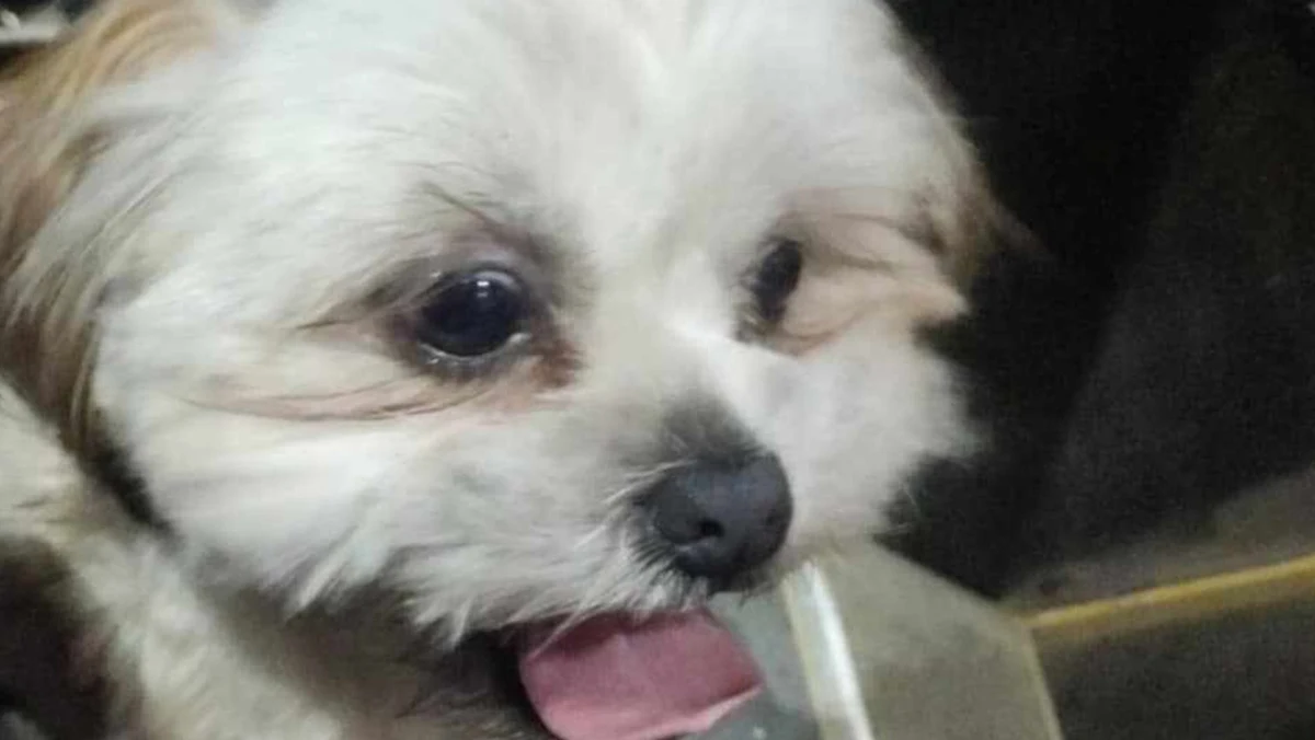 Pies został uratowany przez motorniczego warszawskiego tramwaju numer 7. Zwierzę chodziło po torach wzdłuż ruchliwej arterii na Okęciu. Pan Kamil natychmiast zatrzymał skład i zabrał pieska do kabiny.