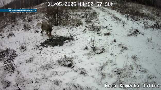 Zabija powoli, zadając wiele bólu i cierpienia. Najpierw pozbawia wilki futra, później wykańcza głodem i wychłodzeniem. Zanim umrą, meczą się przez długie tygodnie, a nawet miesiące. Mowa o świerzbie. Choroba atakuje zwłaszcza w miesiącach jesienno zimowych gdy zwierzęta są osłabione. O pasożycie wykańczającym całe wilcze watahy opowie Marcin Szumowski.