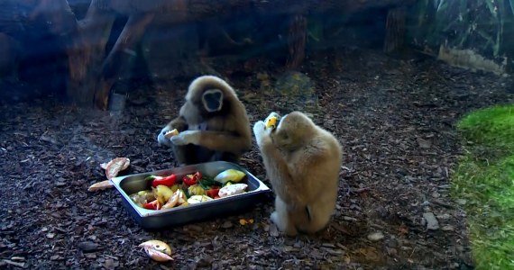 Co króluje w świecie zwierząt poligamia czy monogamia?