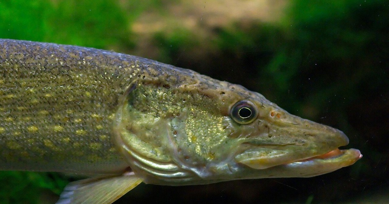 Zapomniana polska ryba. Żyje tylko w krystalicznie czystej wodzie Zapomniana polska ryba. Żyje tylko w krystalicznie czystej wodzie