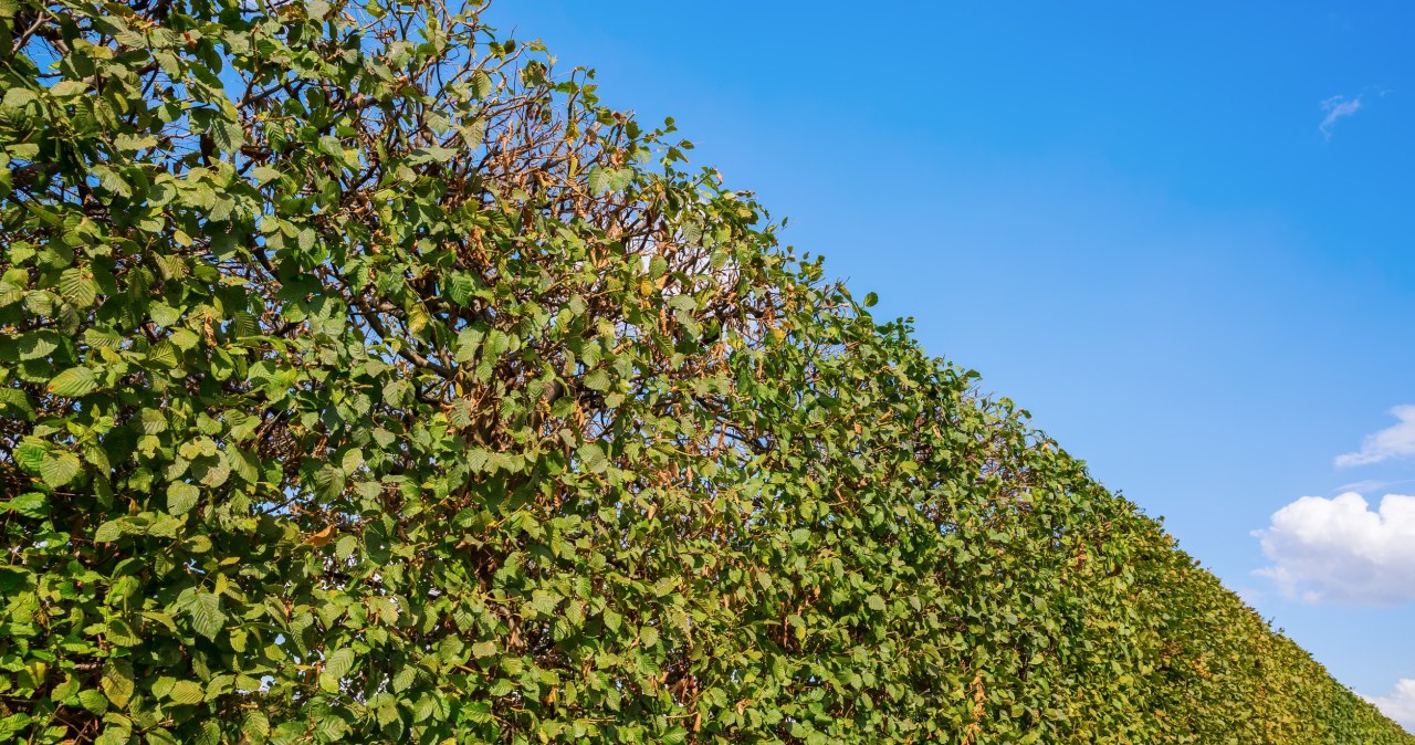 Bije na głowę choćby tuje. Tworzy gęsty i zwarty żywopłot