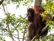 Rajska wyspa - Borneo