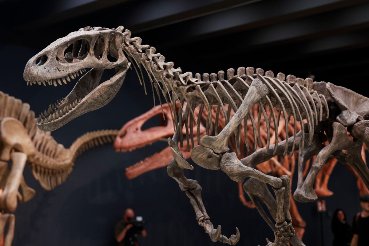 Polacy wierzą, że ludzie żyli w tym samym czasie, co dinozaury