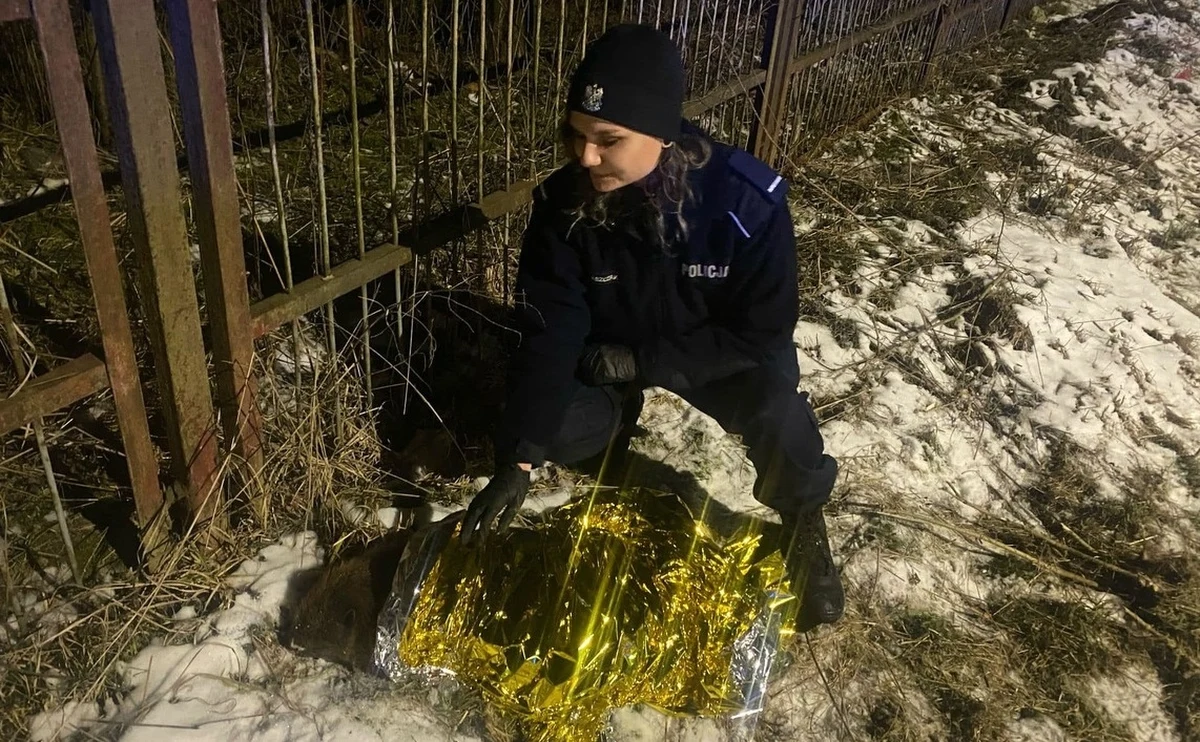 Nietypową interwencję podjęli kilka dni temu policjanci z komendy w Świdniku (woj. lubelskie). Funkcjonariusze zaopiekowali się rannym bobrem, który leżał przy drodze. 