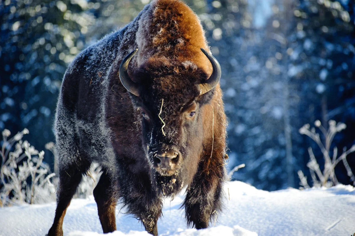 "Widzimy, że klimat, w tym surowość zimy, zmienia się bardzo wyraźnie na przestrzeni ostatnich dziesięcioleci" - mówi w internetowym Radiu RMF24 dr hab. Michał Żmihorski, profesor i dyrektor Instytutu Biologii Ssaków Polskiej Akademii Nauk w Białowieży. Gość Wykładu otwartego dodaje, że przy takiej zmianie klimatu ewidentnie obserwujemy duże różnice, jeżeli chodzi o zachowania zwierząt. Podkreśla przy tym: "Są zwierzęta, którym taka wysoka temperatura w zimie może się podobać. One na pewno skorzystają z tego w skali ewolucyjnej".