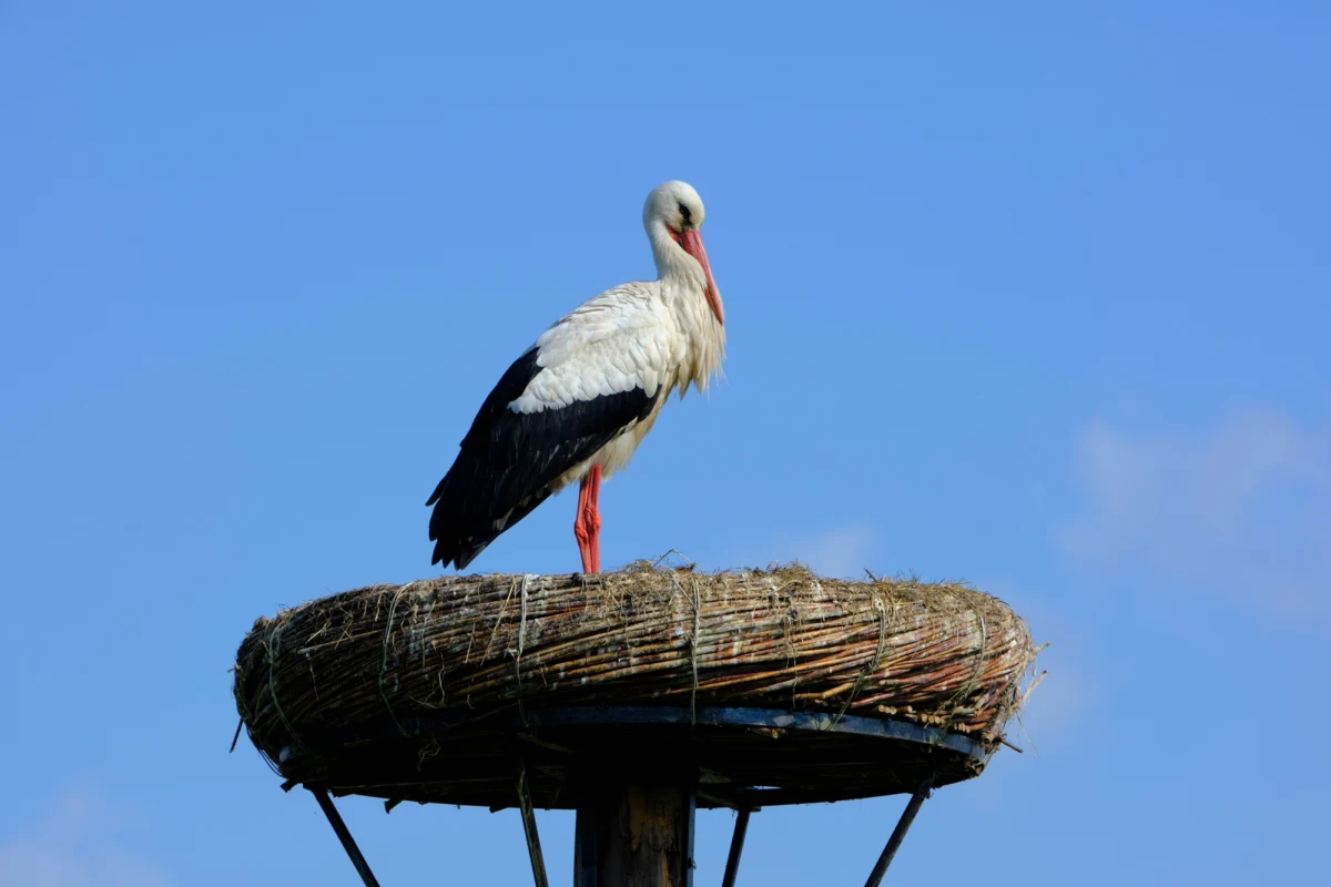 W zeszłym roku o pierwszym bocianie informowaliśmy już pod koniec lutego. W tym roku na tę informację jeszcze czekamy. Masowa migracja tych ptaków właśnie się zaczyna i bociany w Polsce lądować będą w połowie marca.