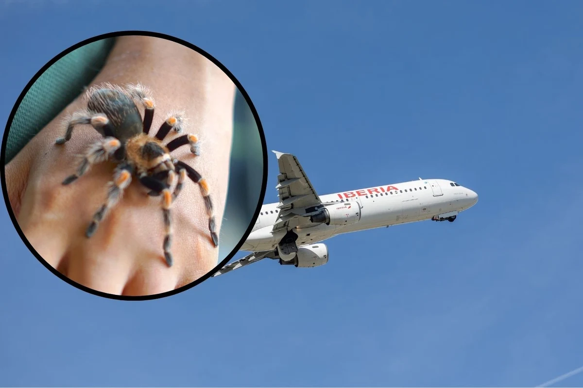 Chwile grozy na pokładzie samolotu lecącego z niemieckiego Düsseldorfu do Madrytu w Hiszpanii. Podczas lotu pilot został ugryziony przez tarantulę. Jak się okazało, mężczyzna miał alergię na ukąszenia pająka.