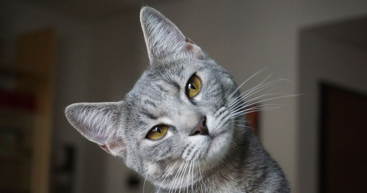 Jak długo kot może być sam w domu? Właściciel może się zdziwić