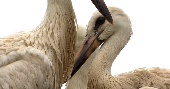 Superman wśród ornitologów. Z poświęceniem ratował bieliki