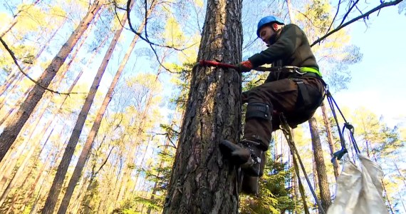 Zaczyn dla szkółek leśnych. Najpierw szyszki, potem las