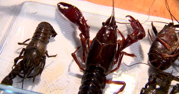 Inwazja raków w Warszawie. W jednym stawie mieszka ich 100 tys.