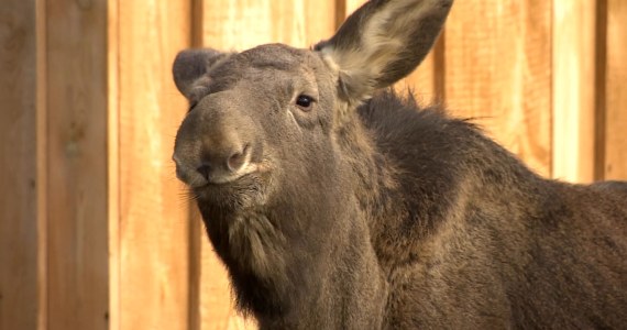 Nieodpowiedzialne zachowanie na Mazowszu. Roczny łoś cudem przeżył