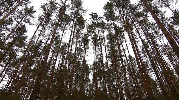 Zima to czas godów u kilku gatunków ssaków drapieżnych występujących w Polsce. Miłosnym amorom oddają się wilki, lisy i rysie. Wszystkie te zwierzęta są bardzo płochliwe i unikają człowieka, więc trudno je zobaczyć na własne oczy, ale regularnie można je podpatrywać dzięki fotopułapkom. Przemysław Sławiński. 