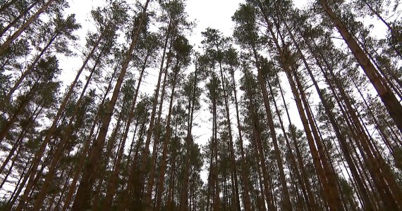 Zimowe amory w polskich lasach. Wilki, lisy i rysie mają sezon godów