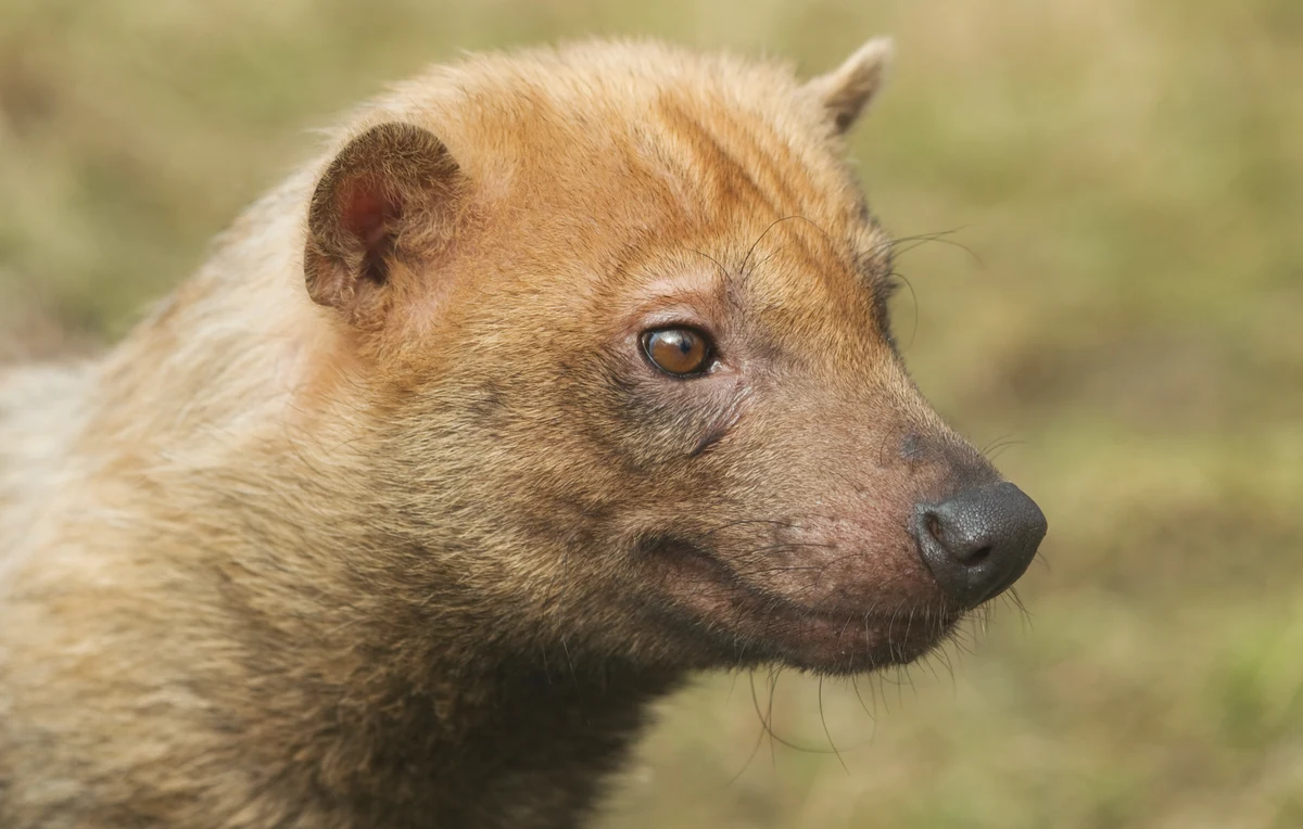 W łódzkim ogrodzie zoologicznym przyszły na świat trzy pakożery - psy leśne rodem z Ameryki Południowej. Zwierzęta są atrakcją Orientarium ZOO Łódź, ponieważ jest to jedyne miejsce w Polsce, które zajmuje się ich hodowlą. Każdy z nowo narodzonych piesków rośnie prawidłowo.