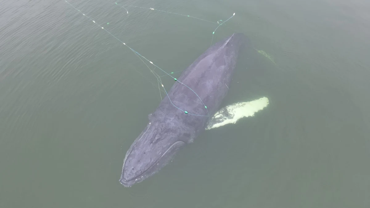 Na plaży w Międzyzdrojach, zaledwie 80 metrów od linii brzegowej, utknął wieloryb, który zaplatał się w sieci rybackie. Ssak ma około pięciu metrów. To niezwykle rzadkie zjawisko, by humbak pojawił się na polskich wodach. Akcja ratunkowa zakończyła się, a zwierzę zostało uwolnione.