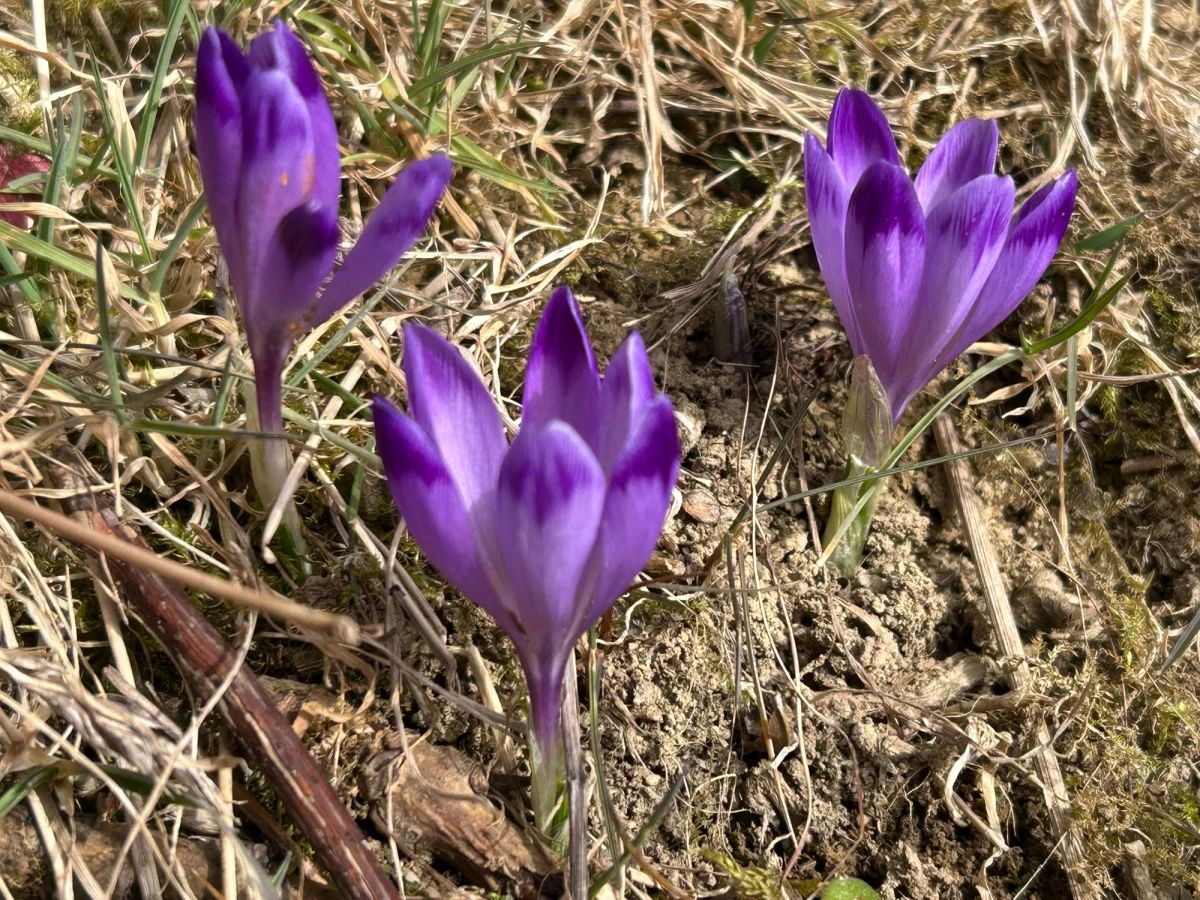 W Tatrach zrobiło się na chwilę cieplej, a na podtatrzańskich łąkach pojawiły się pierwsze krokusy, co mogłoby sugerować nadejście wiosny. Jednak zdaniem Tomasza Zająca, edukatora Tatrzańskiego Parku Narodowego (TPN) i przewodnika tatrzańskiego, to jeszcze nie oznacza trwałej wiosny.
