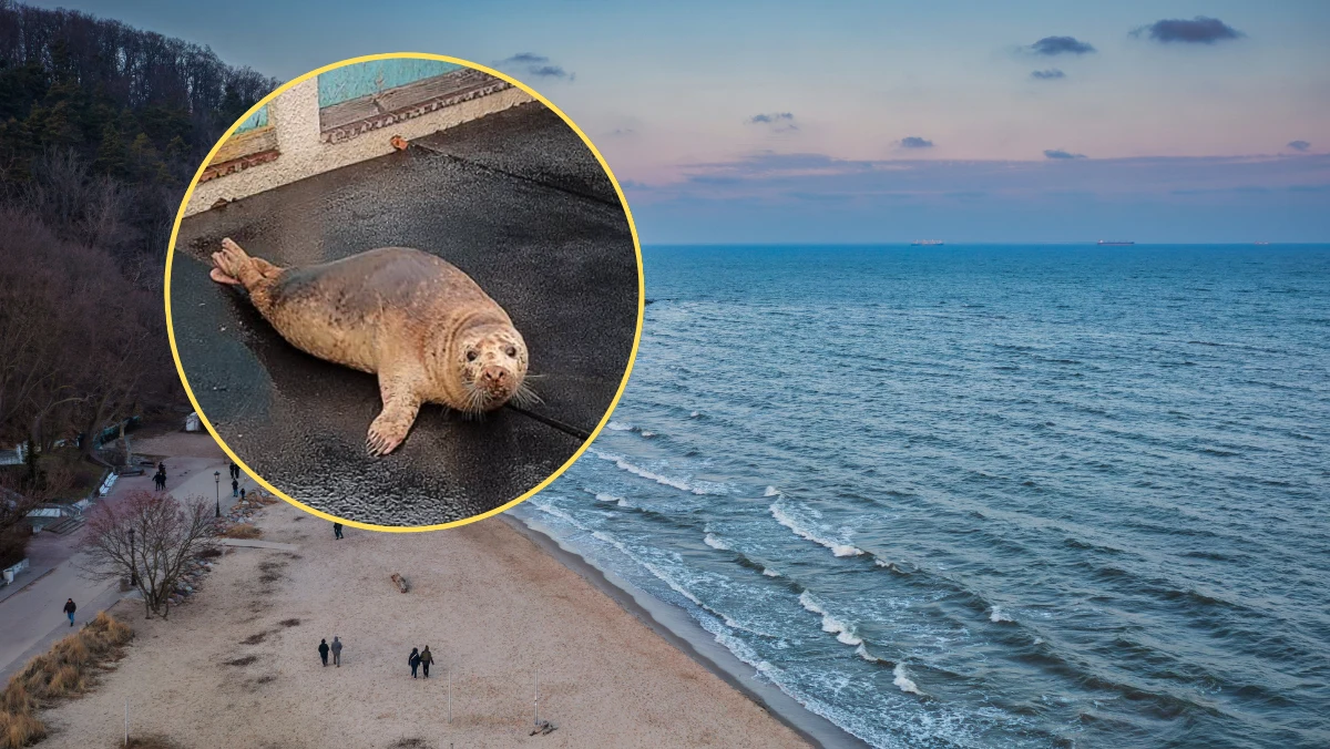W Stacji Morskiej Uniwersytetu Gdańskiego w Helu rozpoczął się sezon rehabilitacji fok. Pierwszą pacjentką, która trafiła pod opiekę specjalistów, jest Orlica - około dwuletnia samica foki szarej. Zwierzę, znalezione na plaży w okolicach Orłowa w Gdyni, zmaga się z szeregiem problemów zdrowotnych, w tym z zapaleniem płuc, anemią oraz zmianami skórnymi.