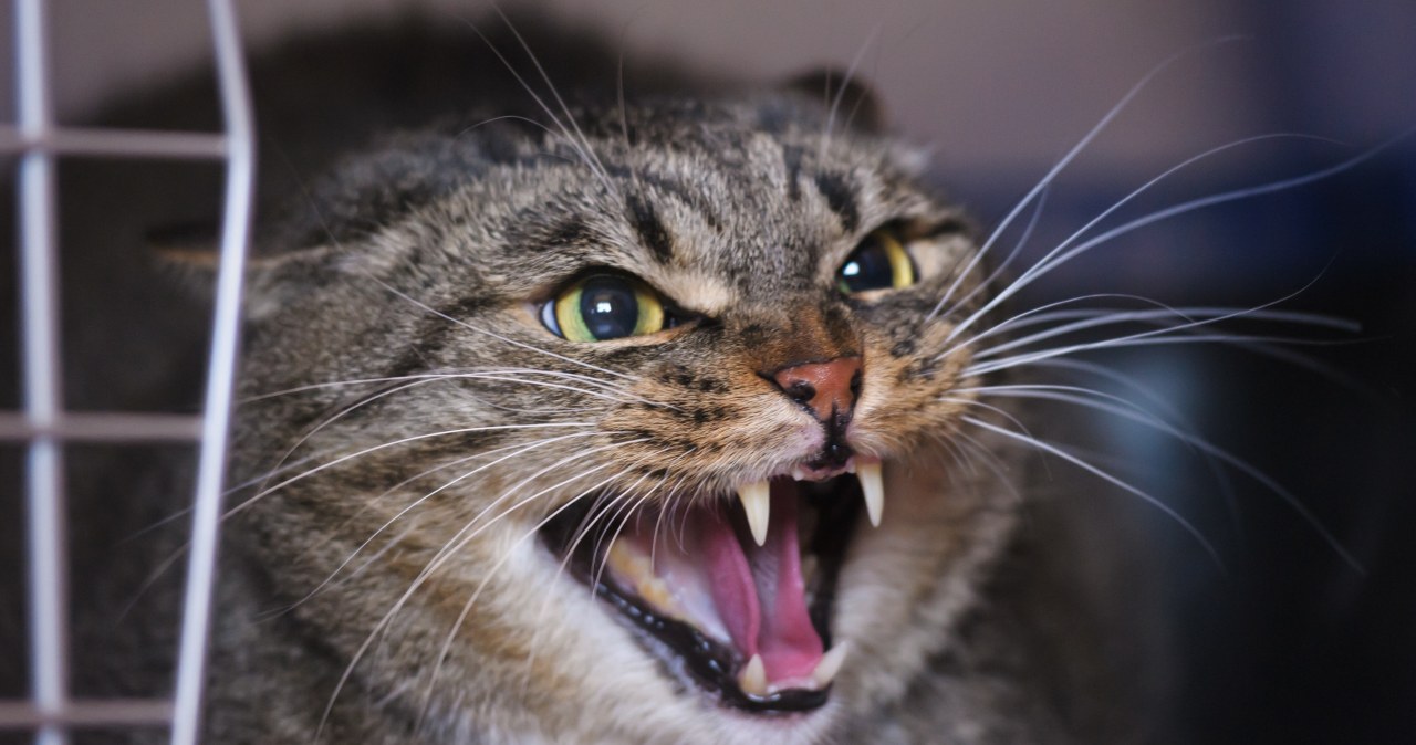 Kot syczy i prycha na ciebie? Lepiej zrób natychmiast te kilka kroków