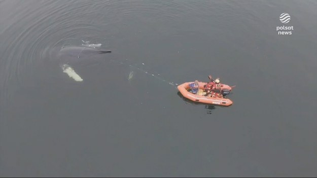 Wielki kłopot i wielka akcja ratunkowa. Wszystkie służby ruszyły na pomoc wielorybowi, który zaplątał się w rybackie sieci, przy plaży w Międzyzdrojach. Na szczęście udało się go uwolnić i odholować na otwarte morze. Dla ''Wydarzeń'' Jan Derengowski.