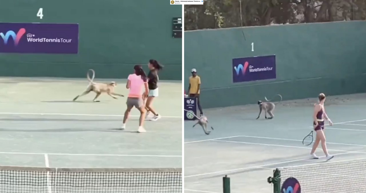 Niebywałe sceny podczas turnieju tenisowego. Nagle na kort wbiegły... małpy