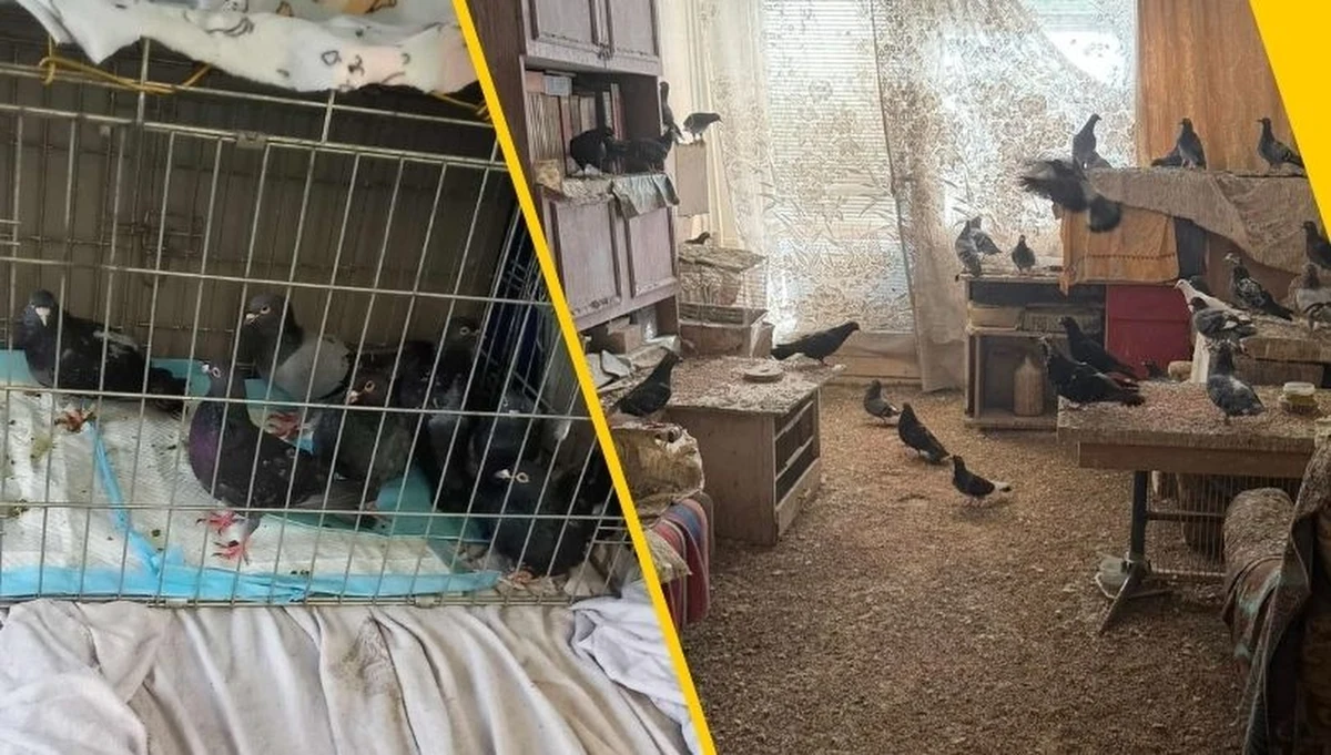 Szokujące odkrycie w jednym z mieszkań na toruńskim osiedlu. W lokalu przetrzymywano blisko sto gołębi. Niektóre z nich żyły w skrajnych warunkach przez osiem lat. Ich stan jest dramatyczny.