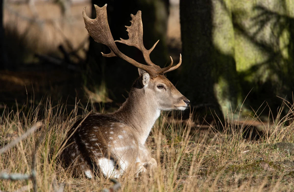 Leśnicy z Nadleśnictwa Grodzisk (woj. wielkopolskie) uratowali byka daniela, który zaplątał się na polu w porzuconą siatkę. Bez ich szybkiej interwencji zwierzę mogłoby nie przeżyć.
