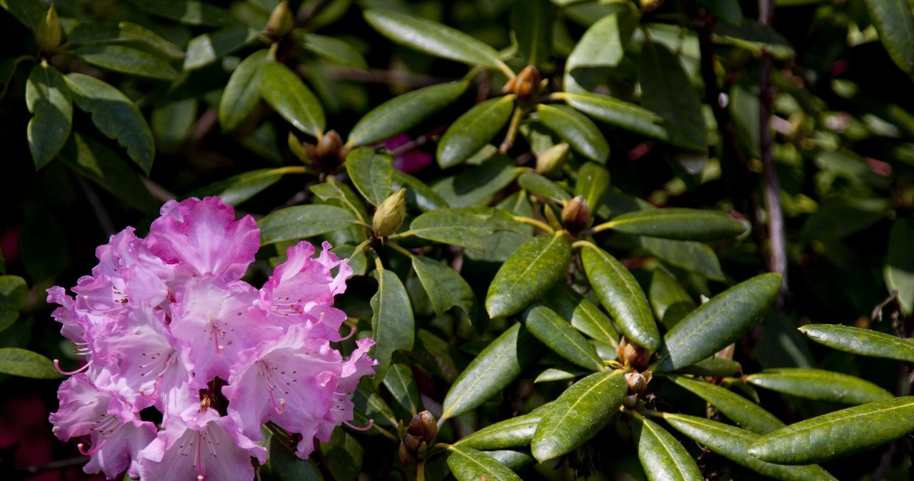 Rododendron zwija liście? Tak go uratujesz i pobudzisz do wzrostu