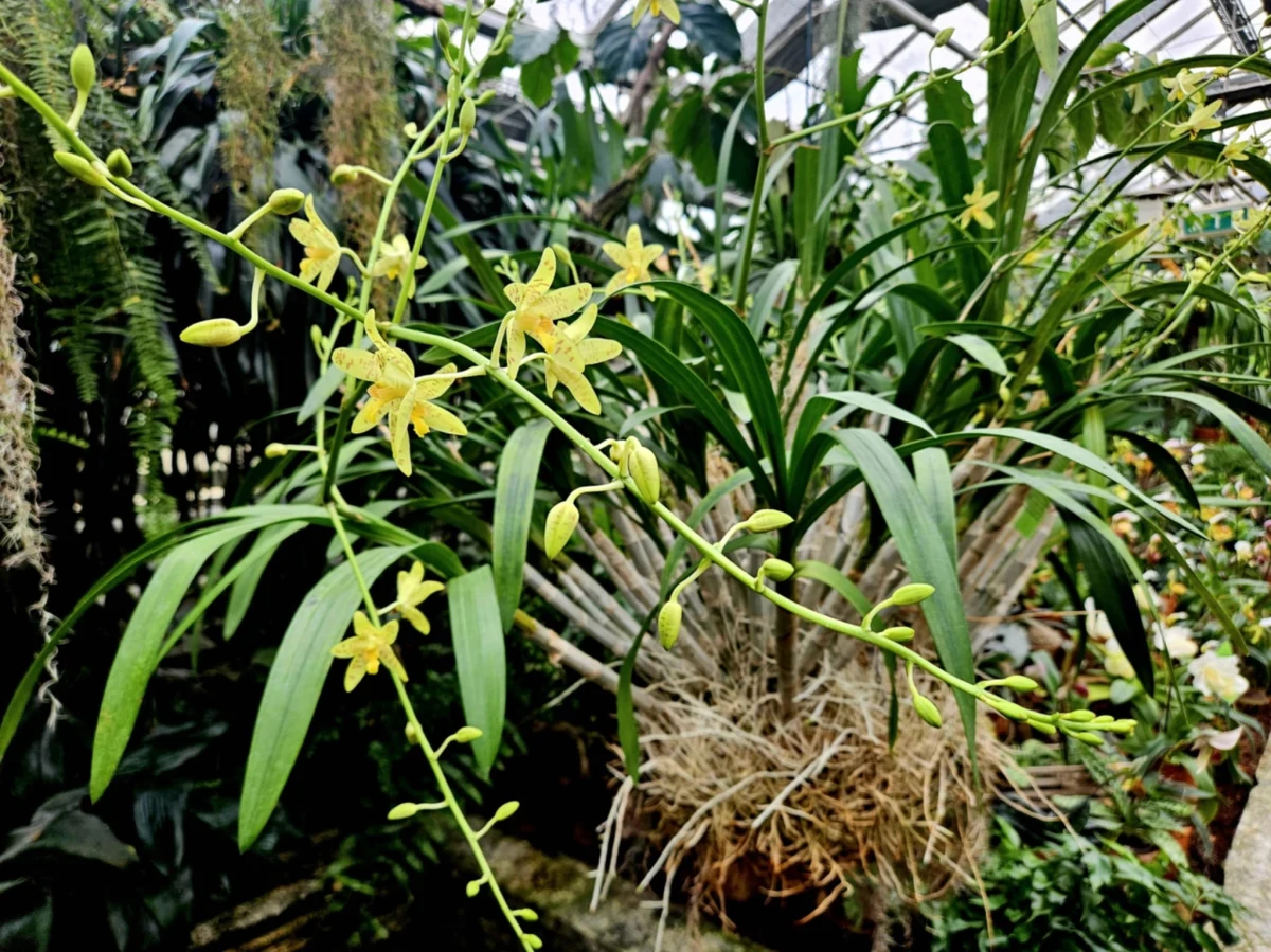 W storczykarni na terenie łańcuckiego parku zakwitł wyjątkowy okaz. Ansellia africana to orchidea o dużych rozmiarach i specyficznym zapachu. Afrykańscy zielarze uważają, że ma różne magiczne właściwości. 