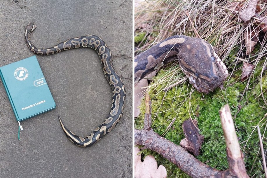 /Nadleśnictwo Grodzisk /