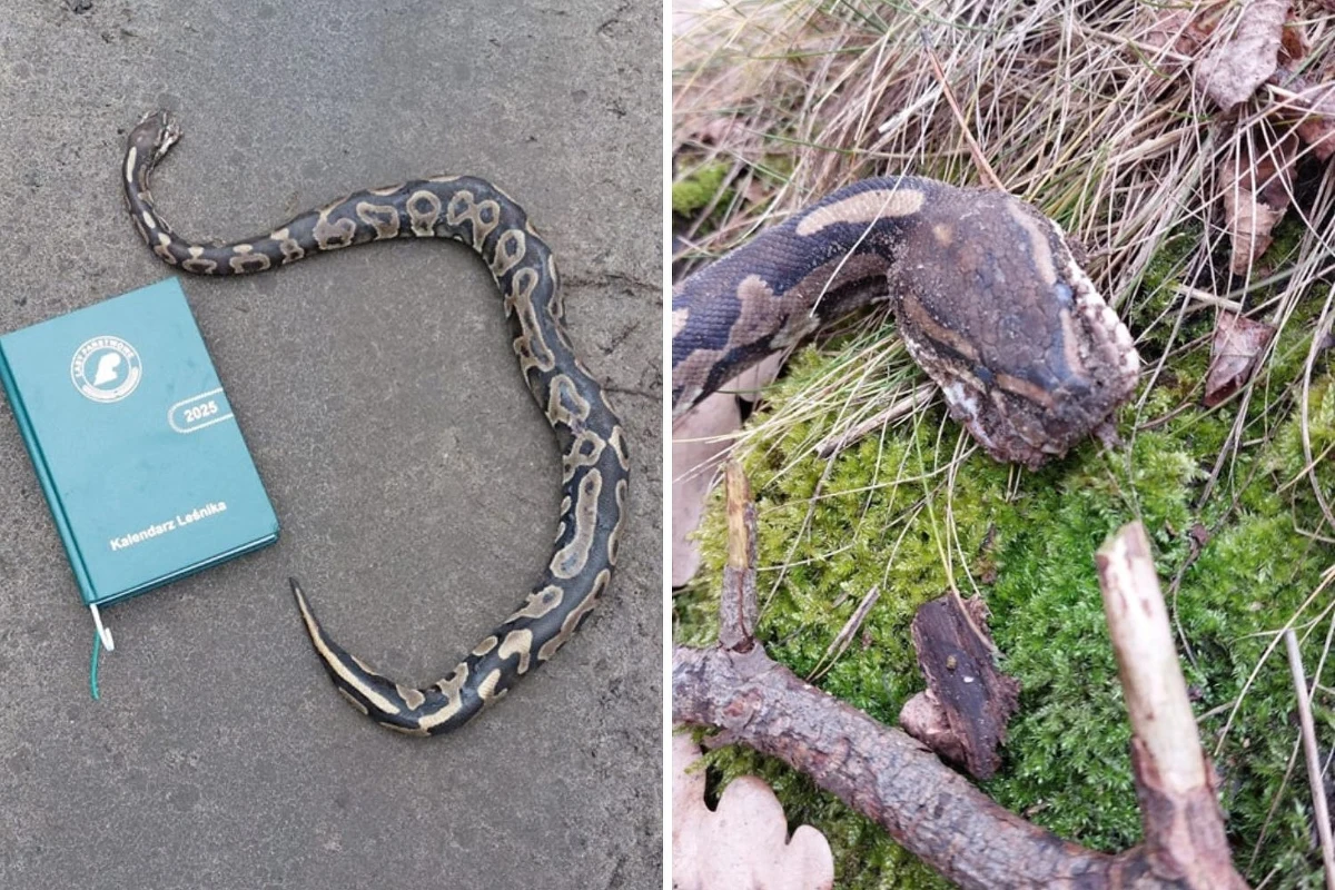 Na terenie Nadleśnictwa Grodzisk (woj. wielkopolskie) znaleziono martwego pytona. Leśnicy i weterynarze apelują do hodowców egzotycznych zwierząt: "Jeżeli zaczynasz się bać swojego 'pupila' to trzeba oddać takie zwierzę do zoo lub innego ośrodka specjalistycznego".
