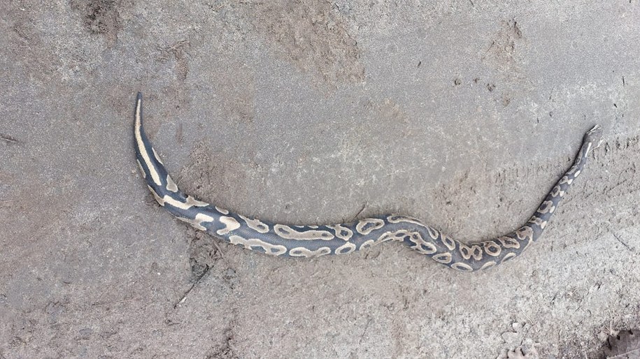 /Nadleśnictwo Grodzisk /