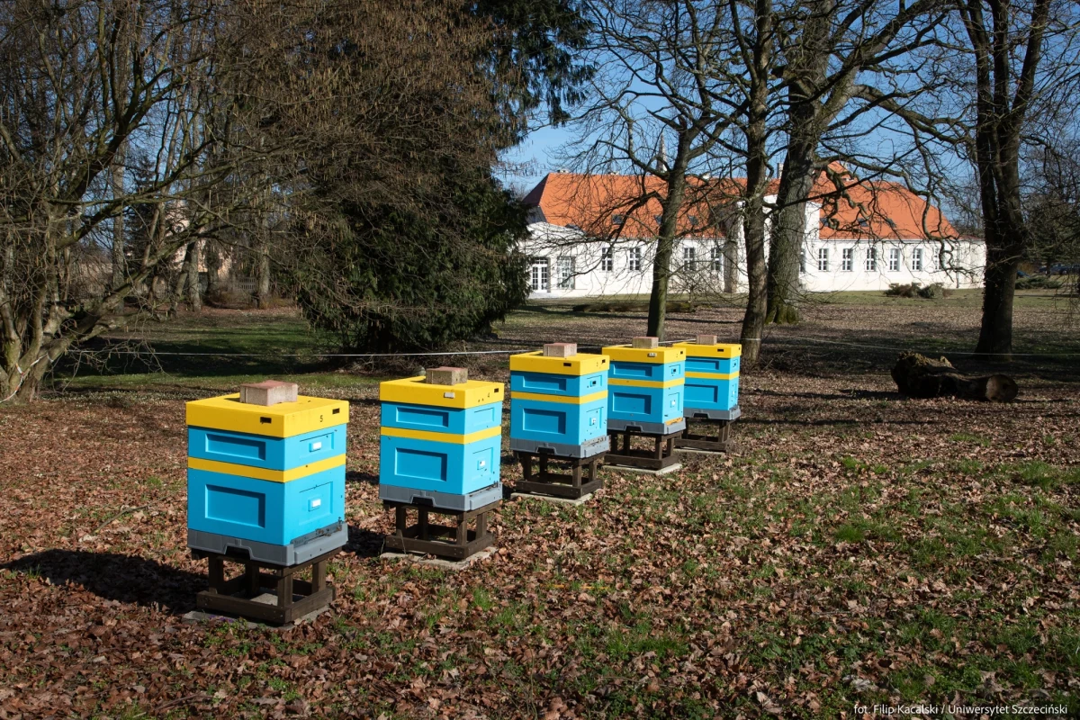 Czy pszczoły już wstały i co porabiają w ulu, można podglądać przez całą dobę w internecie. Naukowcy z Uniwersytetu Szczecińskiego zaczęli od własnej pasieki, a teraz uruchomili pszczelą telewizję. Jak przekonują, podglądanie życia pszczół świetnie relaksuje.