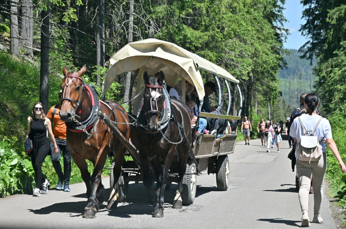 Rewolucja na drodze do Morskiego Oka w Tatrach. Po wielu latach walki o to, by konie nie były przeciążone, udało się podpisać porozumienie. Trasa, którą pokonują konie, zostanie skrócona o dwie trzecie i zmniejszona zostanie liczba przewożonych osób - ogłosili na konferencji prasowej dyrektor Tatrzańskiego Parku Narodowego Szymon Ziobrowski, minister klimatu i środowiska Paulina Hennig-Kloska i prezes Stowarzyszenia Przewoźników do Morskiego Oka Władysław Nowobilski.
