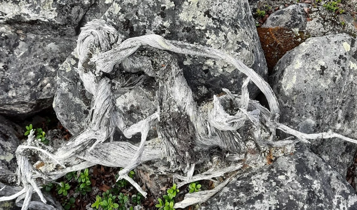 W fińskiej Laponii, na terenie badawczym Uniwersytetu w Turku, dokonano niezwykłego odkrycia. Włoscy naukowcy z Uniwersytetu w Padwie natrafili na obumarły jałowiec, którego wiek oszacowano na imponujące 1647 lat. To czyni go nie tylko najstarszym krzewem na świecie, ale również najstarszą zdrewniałą rośliną w Europie, datowaną metodą liczenia słojów.