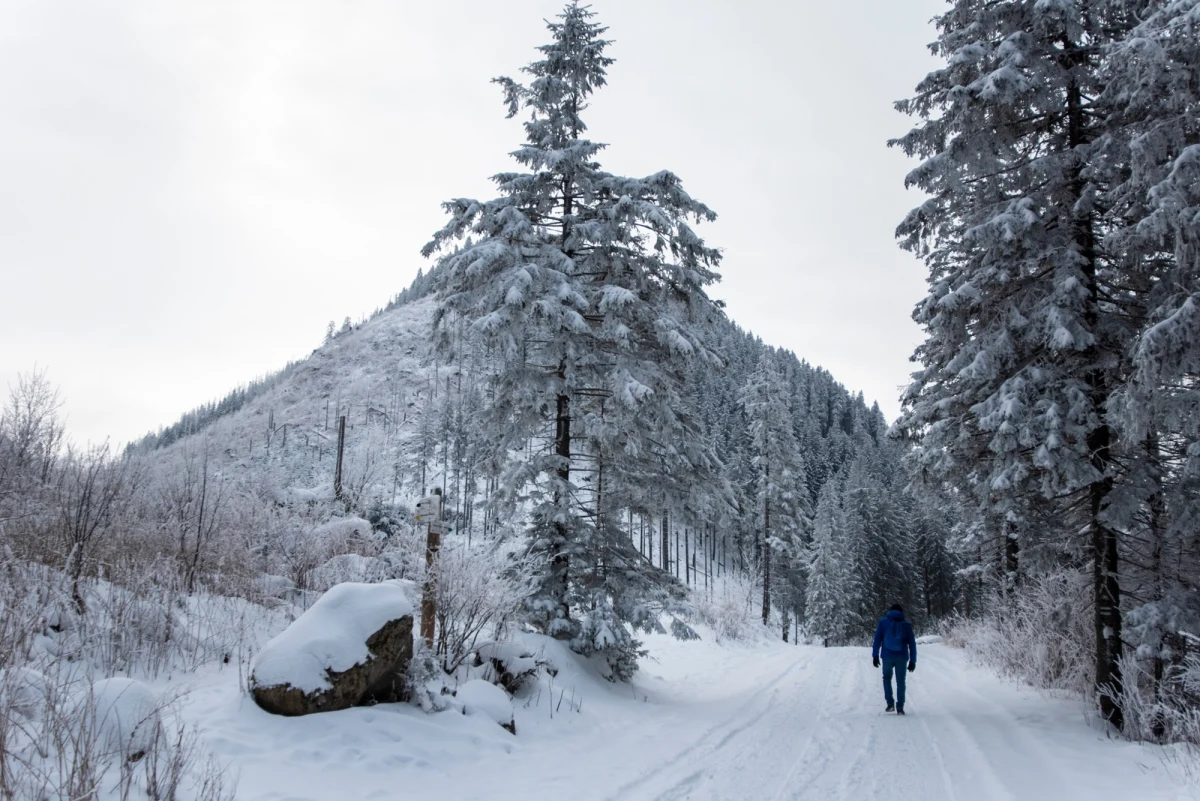 Od soboty w Tatrach obowiązują ograniczenia w ruchu turystycznym. Wszystko ze względu na ochronę głuszca i cietrzewia. Wiosna to kluczowy czas ich godów, a płoszenie ptaków może prowadzić do zaniku lęgów, zagrażając przetrwaniu populacji – ostrzega Tatrzański Park Narodowy. 