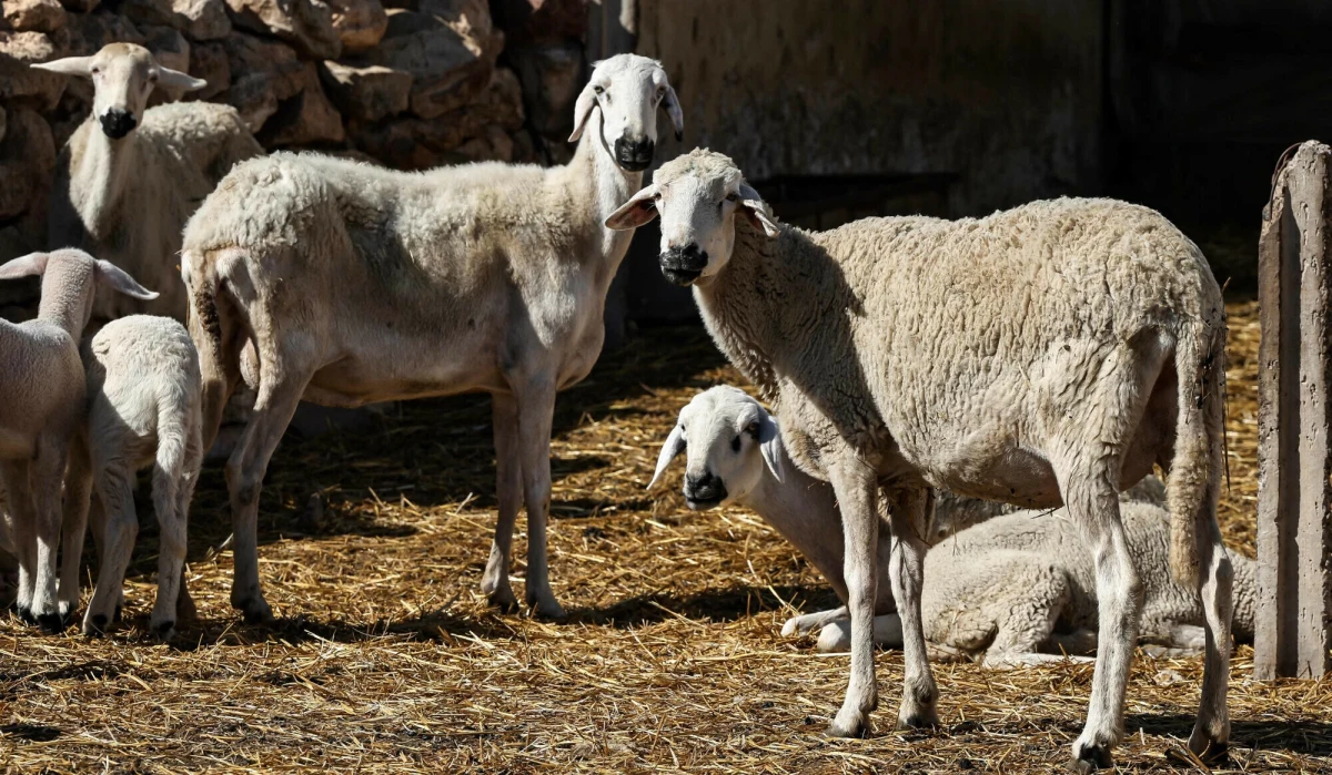 Maroko od siedmiu lat ma problem z suszą. Z tego powodu król Muhammad VI poprosił swoich rodaków, by powstrzymali się w tym roku od zabijania owiec podczas najważniejszego dla muzułmanów święta religijnego Id Al-Adha.