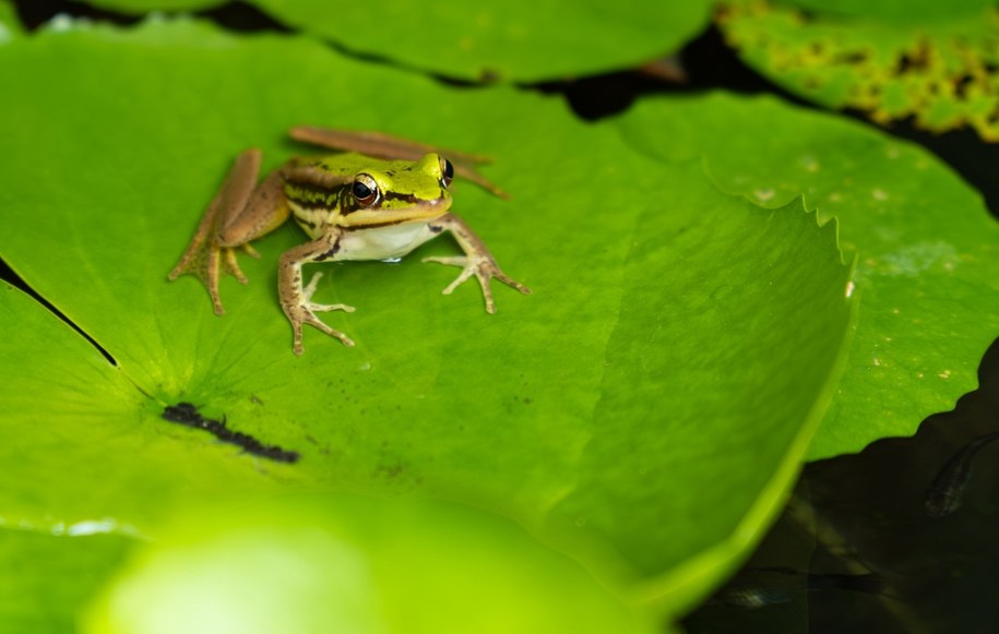 Trochę słabo, droga żabo. Zima zła dla płazów