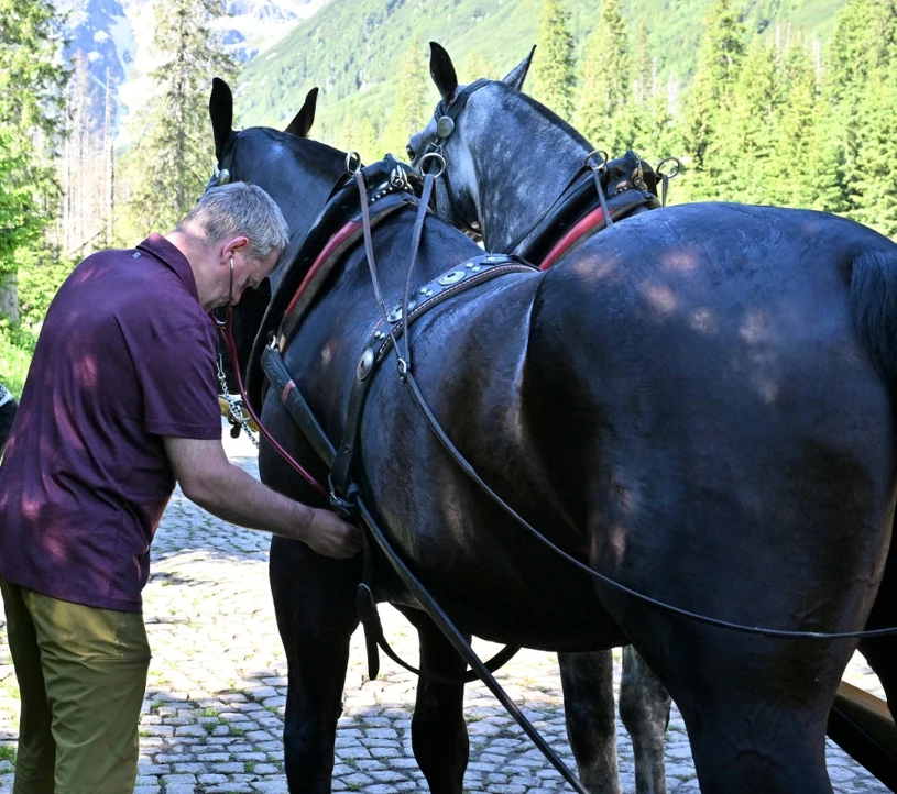 Miały pomóc pozbyć się koni znad Morskiego Oka. Rzeczywistość okazała się inna