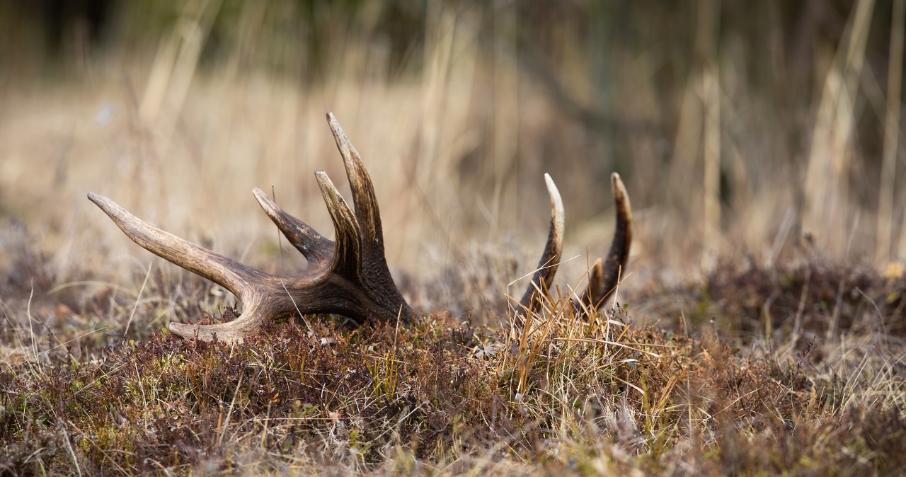 Odkryli ślady pradawnego kultu. Neandertalczycy i ich rytuały