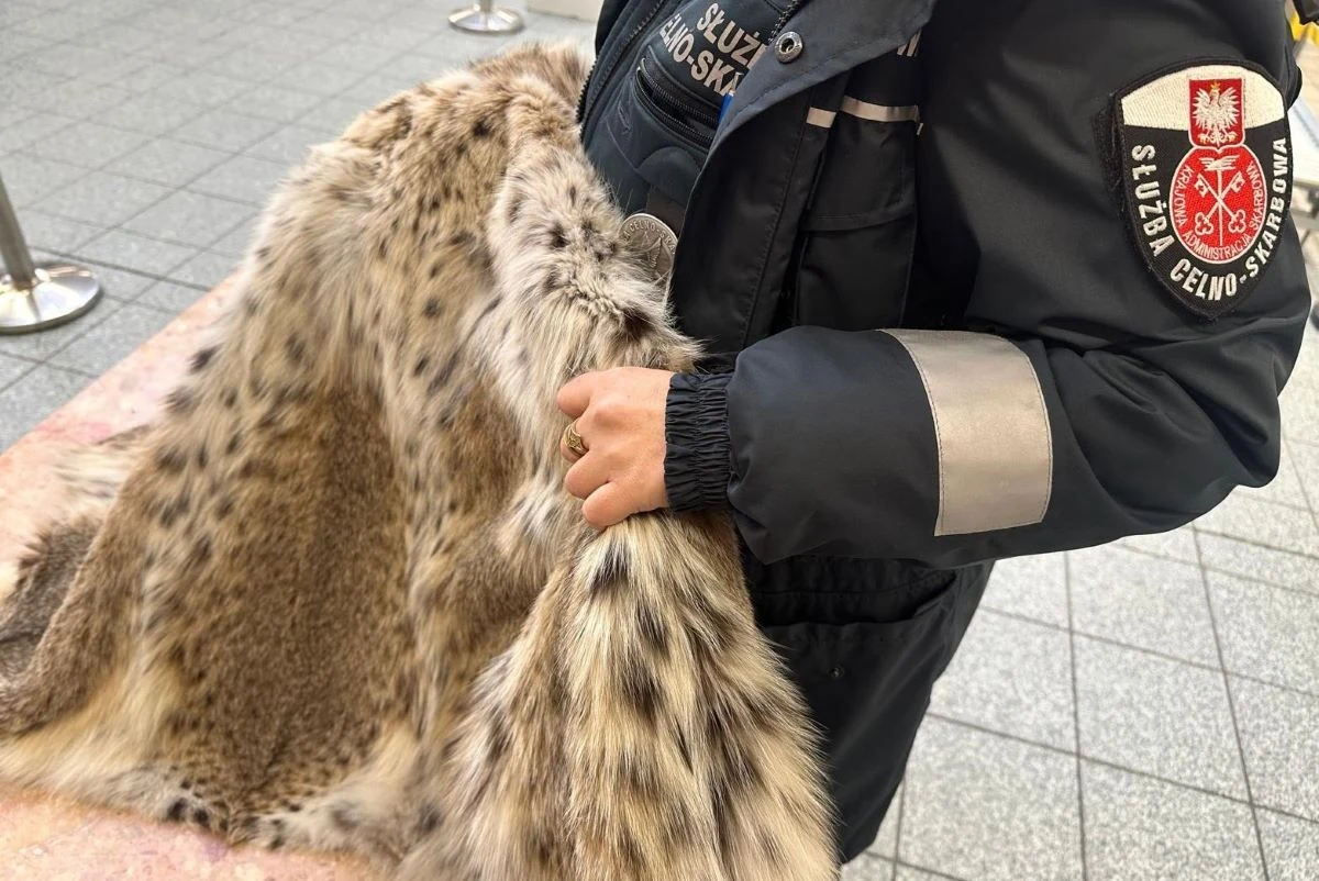 Funkcjonariusze KAS na przejściu granicznym w Medyce udaremnili przemyt futra ze skóry rysia europejskiego. To gatunek chroniony Konwencją Waszyngtońską. Kobiecie, która je przewoziła, może grozić nawet do 5 lat więzienia.