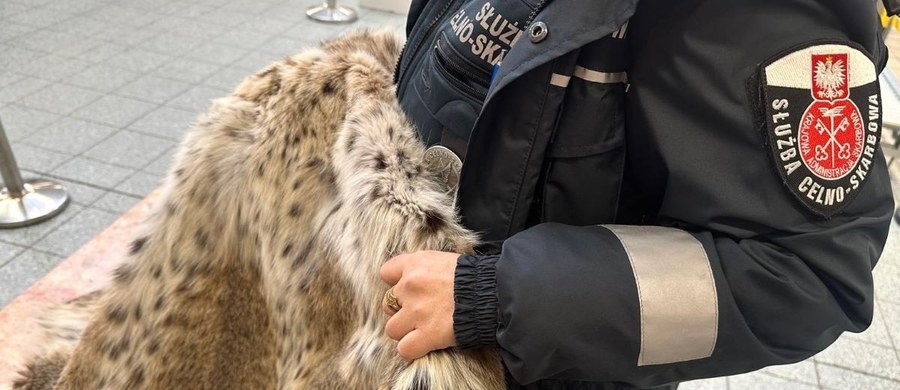 Funkcjonariusze KAS na przejściu granicznym w Medyce udaremnili przemyt futra ze skóry rysia europejskiego. To gatunek chroniony Konwencją Waszyngtońską. Kobiecie, która je przewoziła, może grozić nawet do 5 lat więzienia.