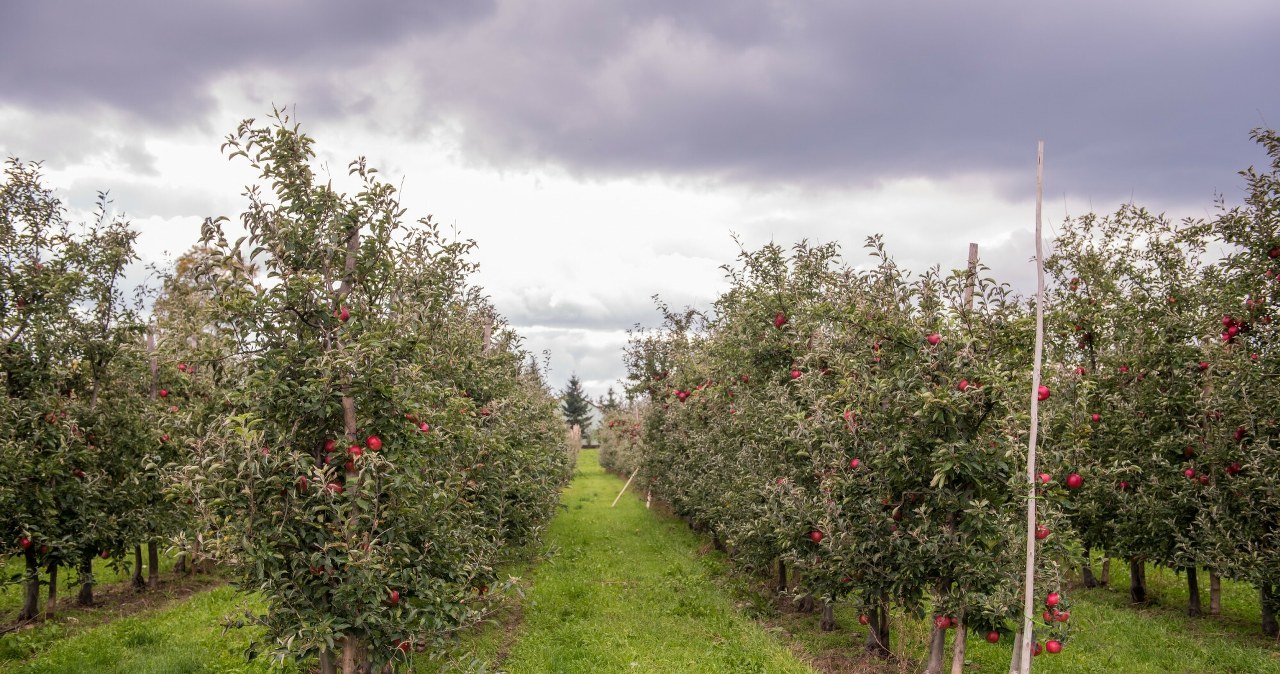 Zebrali jedynie 10 proc. plonów. Żeby utrzymać rodzinę, szukają innej pracy