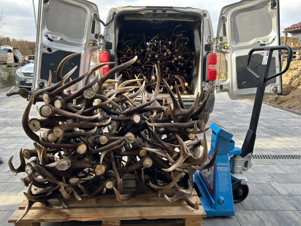 Marzec to miesiąc, w czasie którego wiele osób wyrusza do lasów w poszukiwaniu poroży jeleni. Za duży okaz można w skupie otrzymać nawet ponad tysiąc złotych.