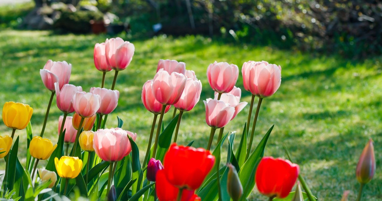 Posadź tulipany w tym terminie. Pamiętaj o kilku zasadach