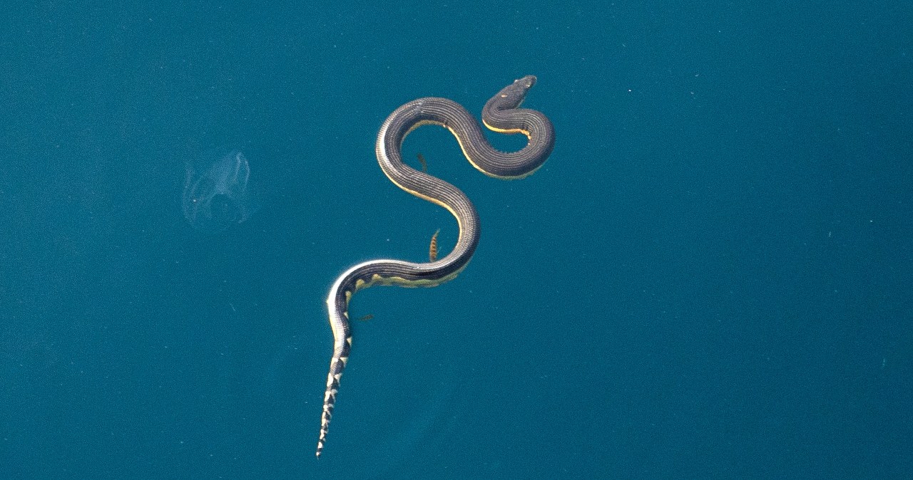 Węże nie tylko pełzają. Potrafią latać, pływać i turlać się jak koło