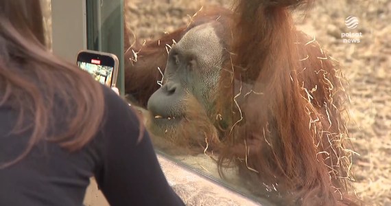 "Wydarzenia": Naleśniki o mały włos nie uśmierciły orangutana w łódzkim zoo