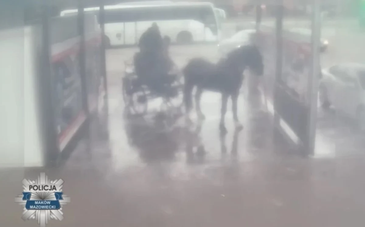 Mężczyźni, którzy w myjni samochodowej w Makowie Mazowieckim (woj. mazowieckie) myli zaprzęgniętego do wozu konia, nie znęcali się nad zwierzęciem. Do takiego wniosku doszli śledczy z Prokuratury Rejonowej w Przasnyszu i umorzyli dochodzenie. Prokuratorzy zaznaczyli jednak, że zachowanie właściciela było lekkomyślne.