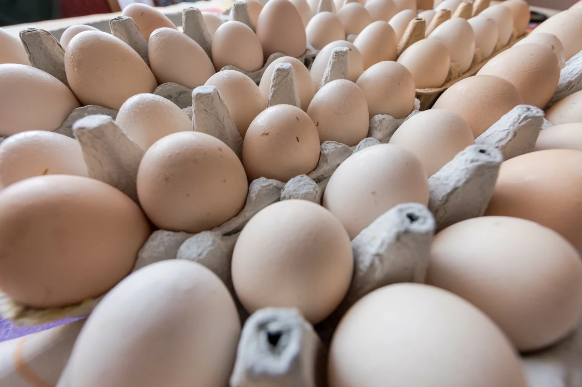 W Polsce brakuje jaj innych niż z chowu klatkowego – alarmuje Krajowa Izba Producentów Drobiu i Pasz. Efektem jest sytuacja, w której na sklepowych półkach pojawiają się jaja z Holandii lub Rumunii. Konsumenci mogą nawet nie wiedzieć, że kupują zagraniczny produkt zamiast krajowego. 